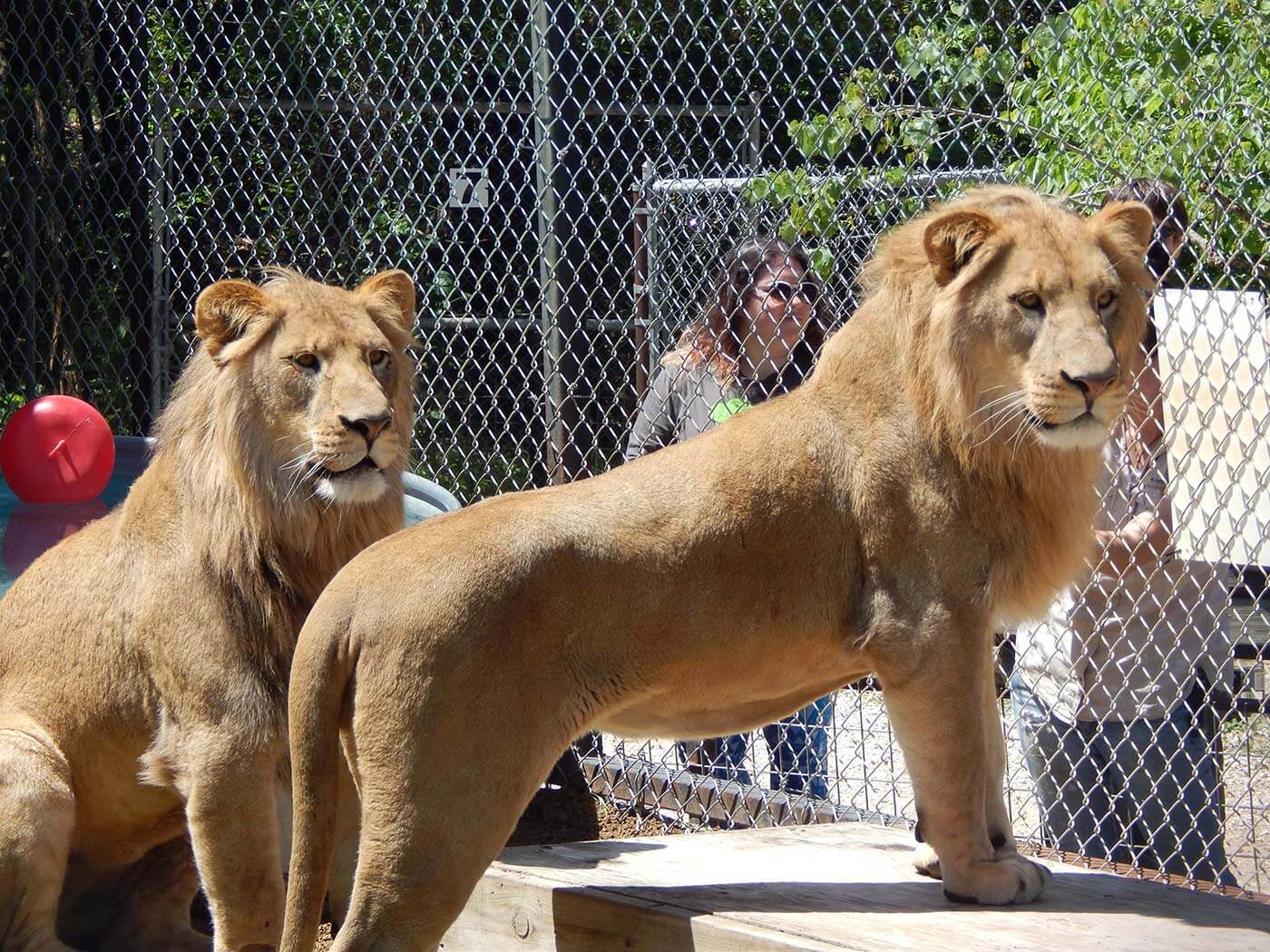 Two lions standing next to each other in a fenced enclosure.